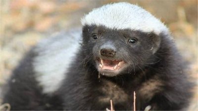 ​它被称“抗毒之王”，比平头哥还强，毒液毒汁就是营养液