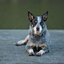 牧羊犬你见多了，但是牧牛犬你见过吗？