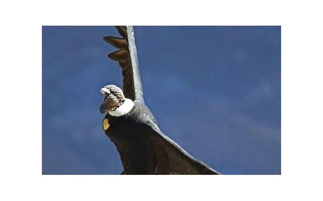 爱情公寓5什么时候播（爱情公寓5什么时候播出）