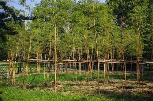 北京紫竹院公园