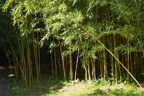 北京紫竹院公园