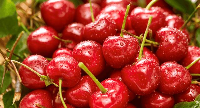 怎样用樱桃核种出樱桃苗（樱桃核怎么种才能发芽）