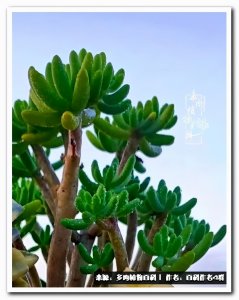 ​实用工具文：景天科常见多肉图鉴不完全版B系列