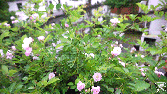 上海一日游最佳景点自由行（上海适合一日游的100个景点）(21)