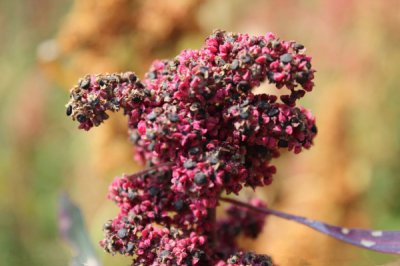 藜麦的功效与作用 藜麦的八大营养