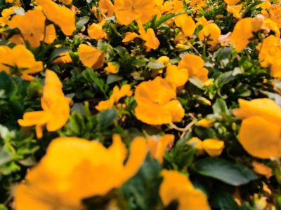 三色堇怎么施肥