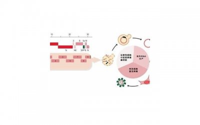 英格兰对法国比分预测(英格兰对法国比分预测欢呼吧)