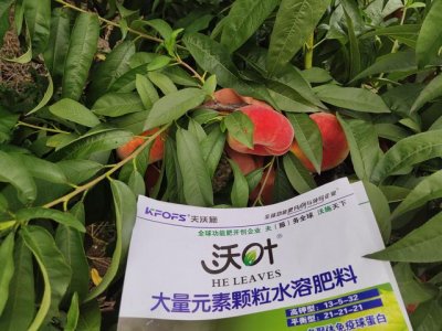 桃树施哪些肥料好（桃树施肥用什么肥料好）