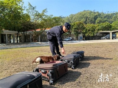 ​向青：金牌训导员，训出“功勋犬”｜致敬中山平安卫士