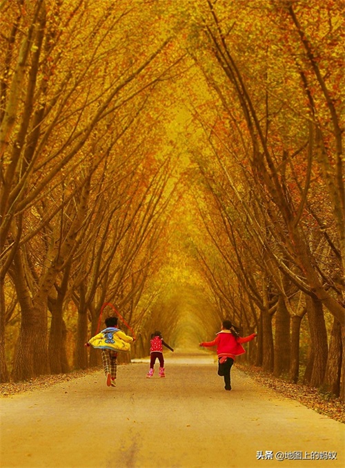 秋天是赏银杏的最佳时节，来江苏邳州看最美丽的银杏“时光隧道”