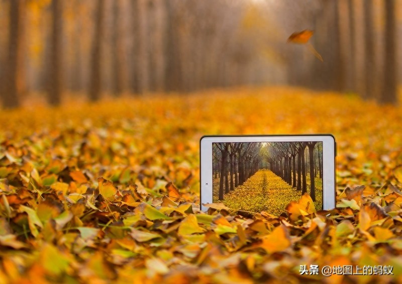 秋天是赏银杏的最佳时节，来江苏邳州看最美丽的银杏“时光隧道”