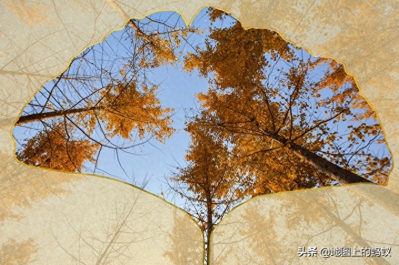 秋天是赏银杏的最佳时节，来江苏邳州看最美丽的银杏“时光隧道”