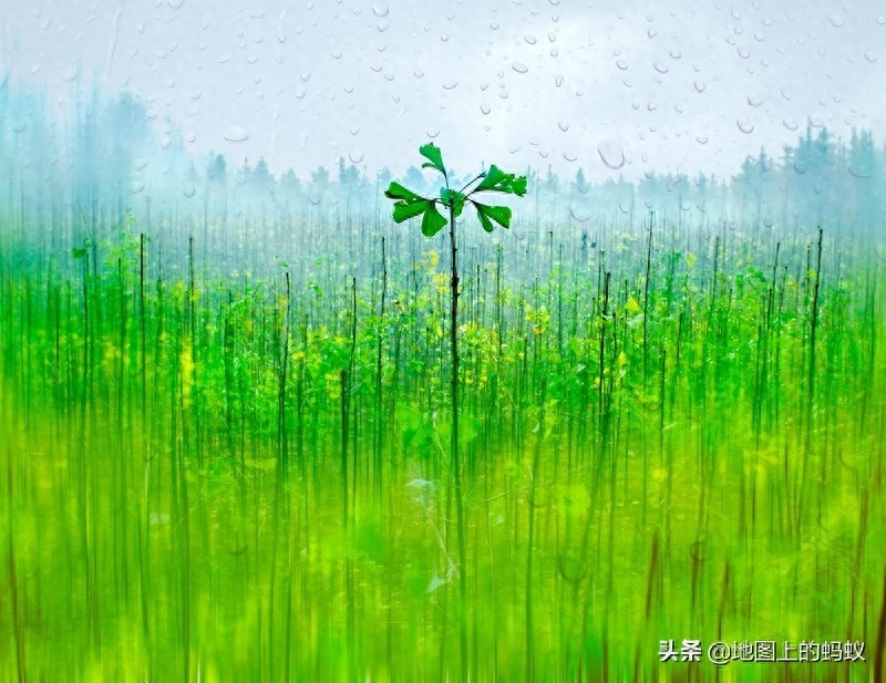 秋天是赏银杏的最佳时节，来江苏邳州看最美丽的银杏“时光隧道”