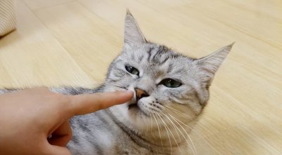 猫猫调皮不听话怎么办?快来试试这几种方法吧