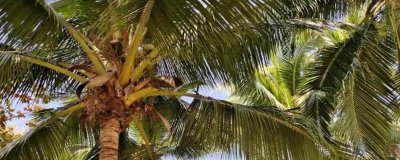 椰子肉怎么吃好吃