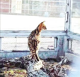 ​野生动物园来了非洲“大猫”