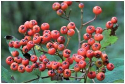 ​「自然科普」 花楸：果实可健胃补虚