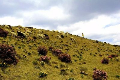 ​大美马鹿塘乡杜鹃花海，重！磅！来！袭！