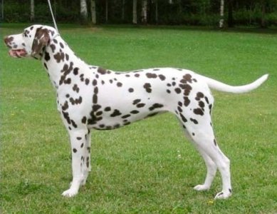 ​每日一犬---大麦町犬