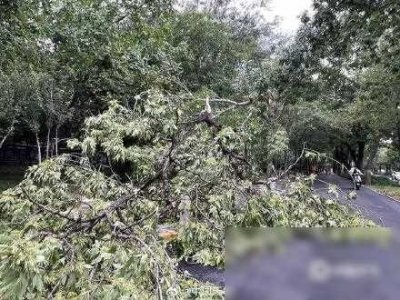 ​上海大部现8至10级短时大风 疾风骤雨后街头“凌乱”