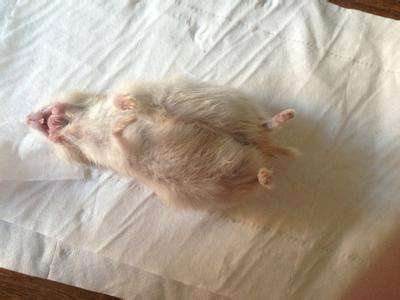 才买的仓鼠,怎么三天就死了?