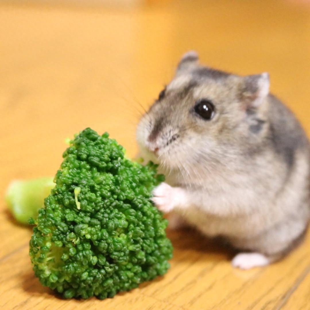 才买的仓鼠,怎么三天就死了?