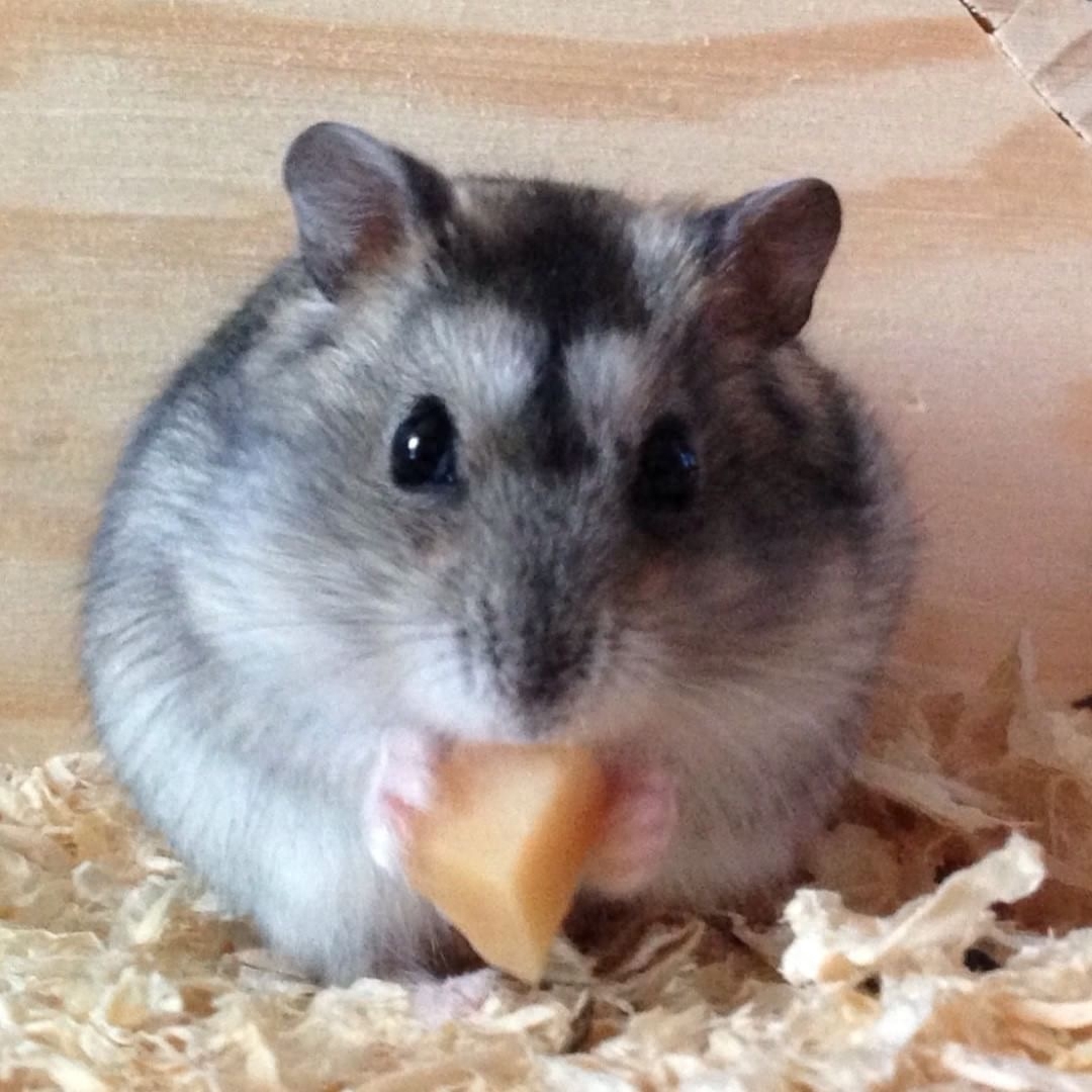 才买的仓鼠,怎么三天就死了?