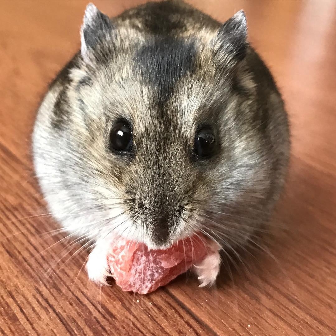 才买的仓鼠,怎么三天就死了?