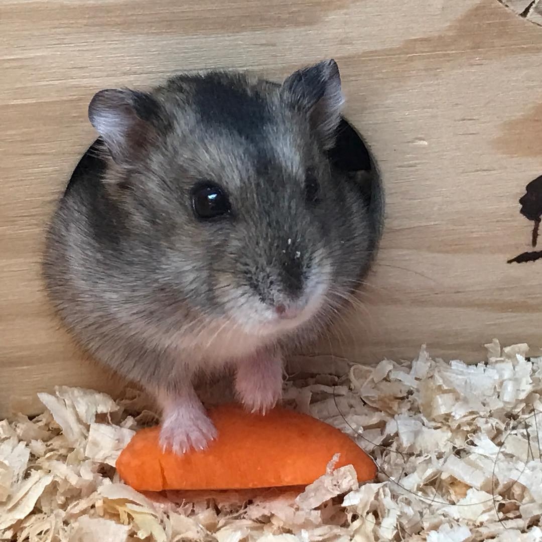 才买的仓鼠,怎么三天就死了?