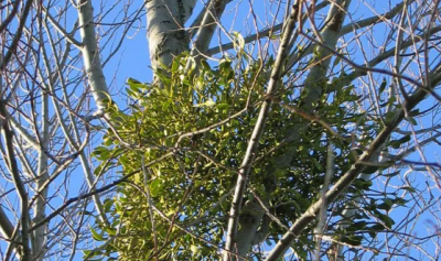 槲寄生是什么,槲寄生和槲寄生的区别