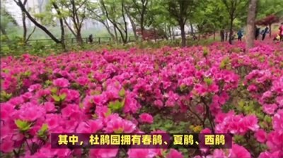 ​湖南湘潭：盘龙大观园景点介绍