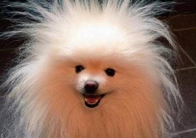 ​腊肠犬几个月体重不长了腊肠犬能长多少斤