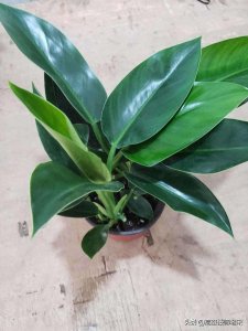 大叶金钻绿公主养殖宝典:方法与注意事项