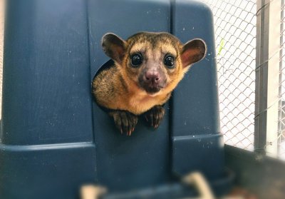 美国顽皮蜜熊被养做宠物 白天睡觉晚上到处攀爬