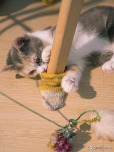 ​养猫家庭零猫毛异味秘诀：三招打造人猫共宠清爽家